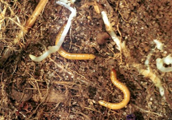  Wireworm en el suelo
