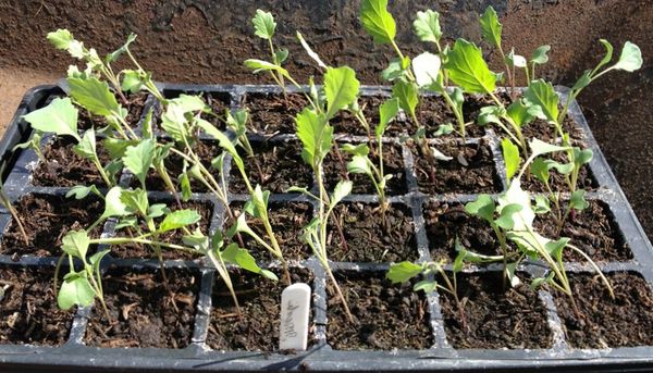  Le piantine dei broccoli si esibiscono quando le piantine raggiungono le 2 settimane