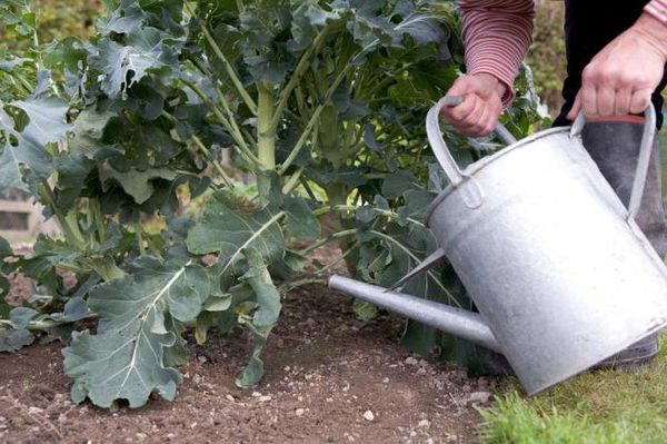  I broccoli innaffiati si effettuano una volta alla settimana.
