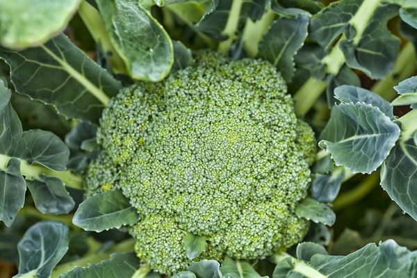 I broccoli vengono raccolti fino all'apertura dei fiori.