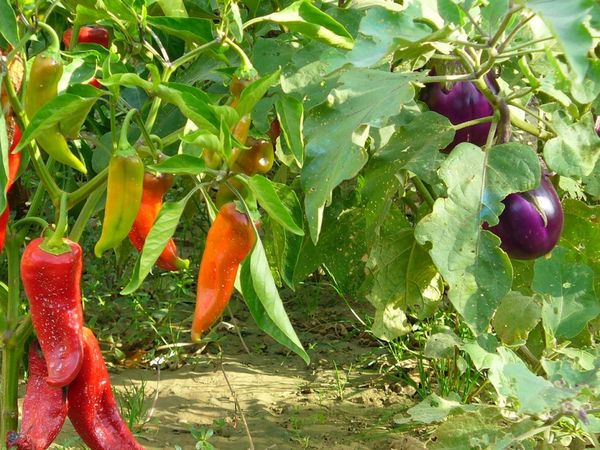  La melanzana del quartiere con altre verdure nella serra