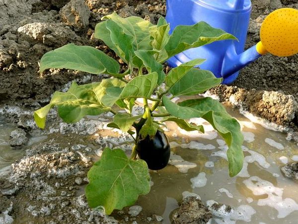  Innaffiare melanzane e cetrioli è fatto con acqua eccezionalmente calda.