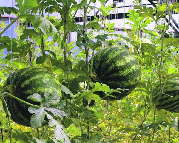  Le angurie sono dei vicini perfetti per le melanzane