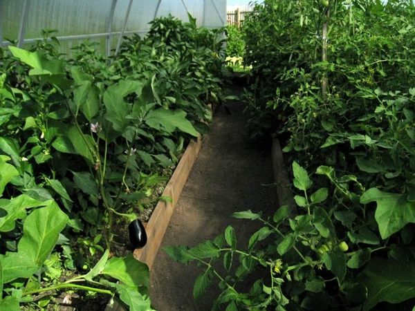  La distanza tra i letti nella serra comune deve essere di almeno 50 cm