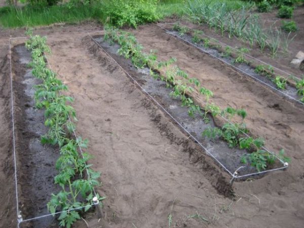  Sugar Bison garden bed with tomatoes