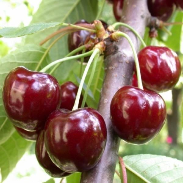  The name of the variety was due to the shape of the berries