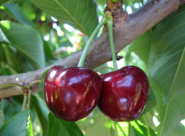  Dulce cereza toro corazón
