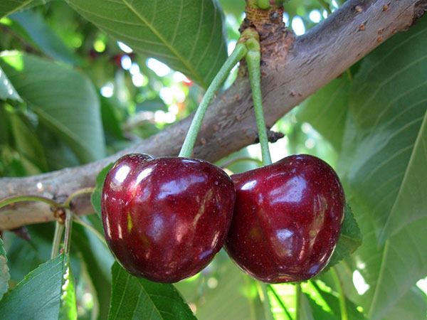  Sweet Cherry Bull Heart