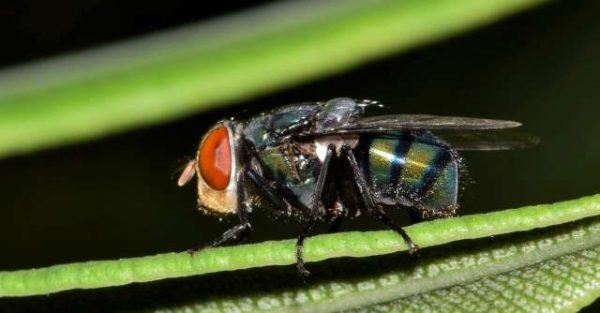  Black cicada