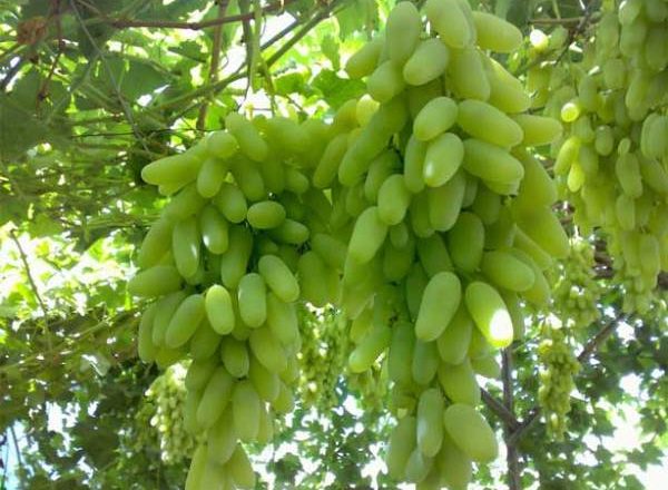  Grapes Lady Fingers