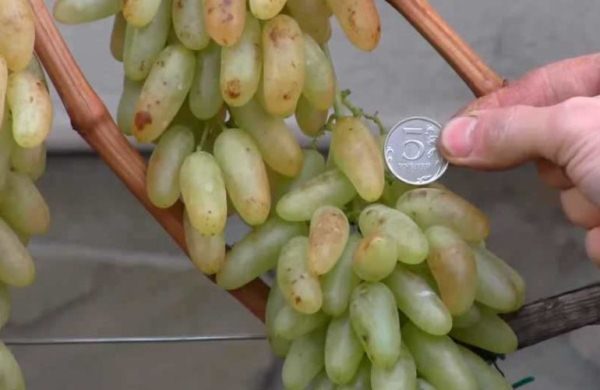  Lady's grapes are grown for fresh consumption, as well as raw materials for the production of first-class raisins.