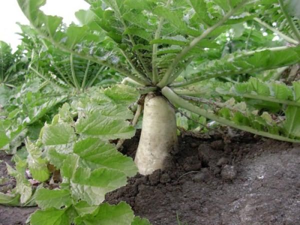  Slăbirea solului pentru daikon trebuie făcută săptămânal.