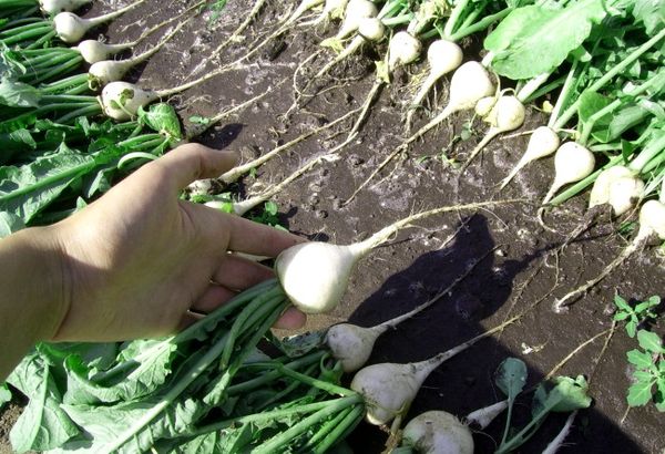  La recoltare, rădăcinile sunt îndepărtate din sol folosind vârfurile