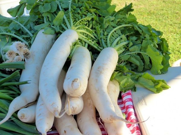  În funcție de soi, fructele daikon pot fi de diferite forme și greutăți.