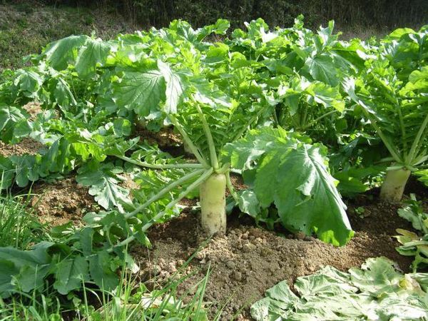  Daikon crește bine într-un mediu neutru sau slab acid.