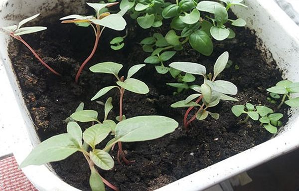  Daikon semințe de răsad