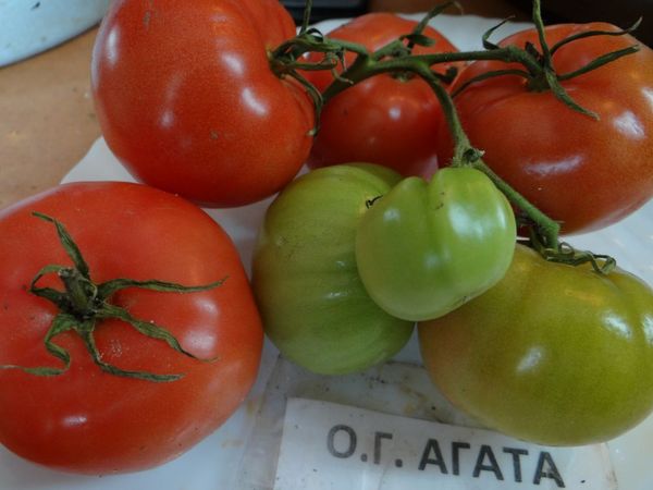  Majoritatea grădinarilor vorbesc pozitiv despre Tomato Agata