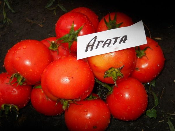  Greutatea medie a fructelor de o calitate - 100 de grame