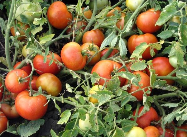  Variedad de tomates agata