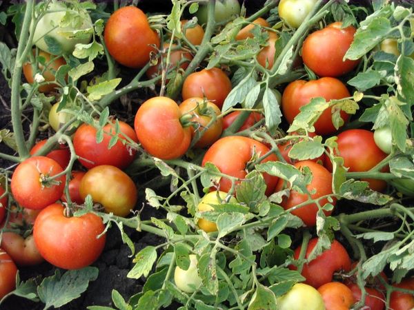  Agata Tomato Variety