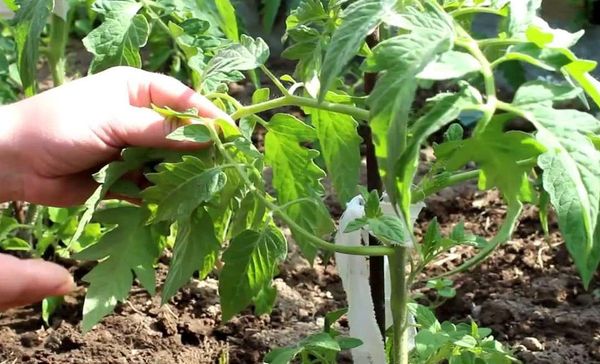  Trecerea și curățarea frunzelor inferioare este foarte importantă pentru tufișurile acestui soi.