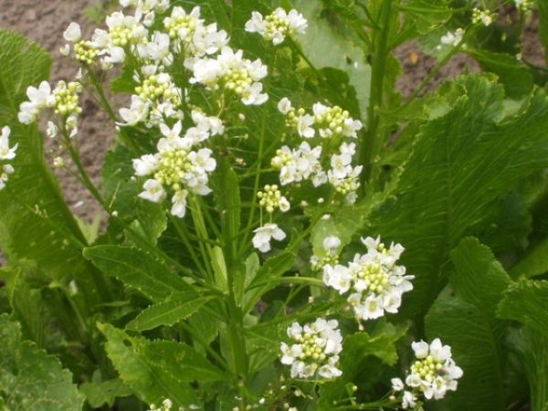  Fiore di rafano pianta