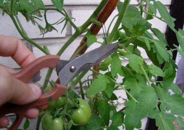  Eliminación de la hoja de tomate