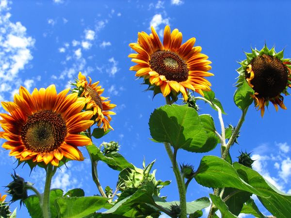  Cultivarea floarea-soarelui decorative