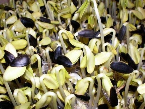  Semințe de floarea-soarelui plantate