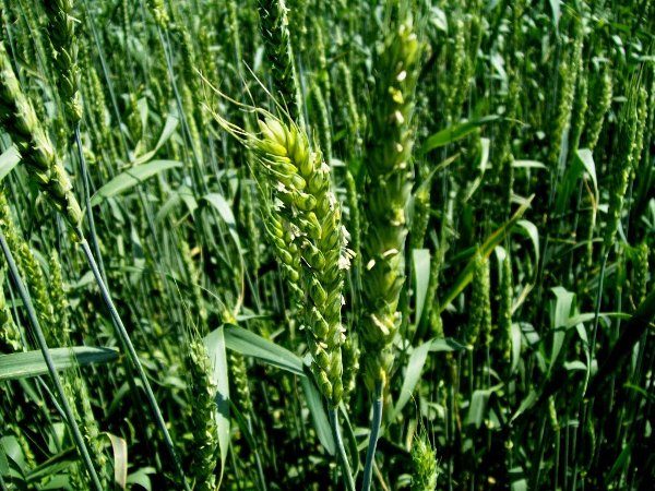  Densitatea ridicată a grâului în picioare creează un microclimat adecvat pentru dezvoltarea fusariului