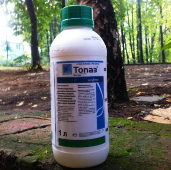  Con l'aiuto del fungicida Topaz, è possibile effettuare la prevenzione e il trattamento delle malattie delle piante fungine