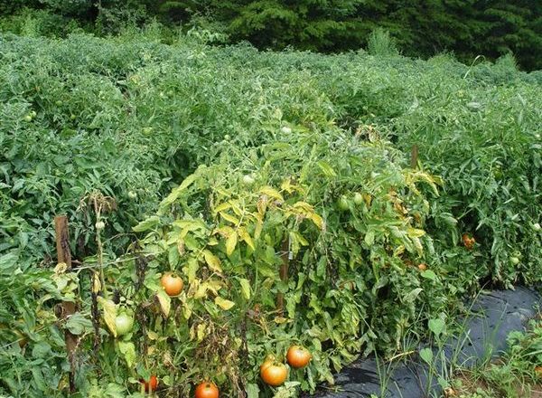  Fusarium que se marchita el tomate