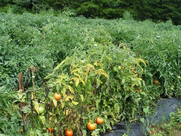  Fusarium que se marchita el tomate