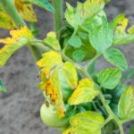  Fusarium se extiende sobre tomate a partir de las hojas inferiores.