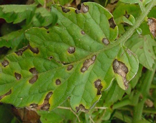  Mancha parda en las hojas de tomate.