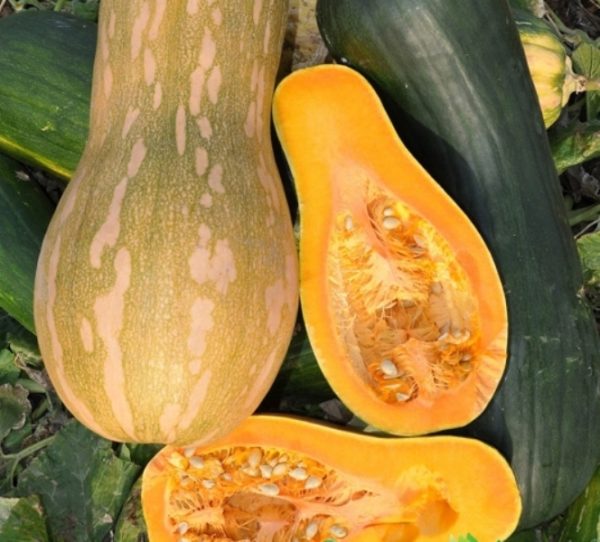  Pérola de abóbora
