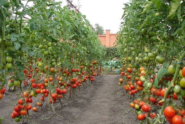  Tomates altos para terreno abierto