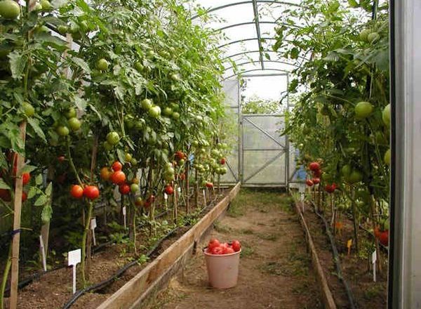  Variedades de tomate de invernadero