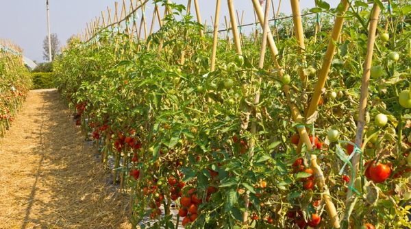  Tomates para campo abierto