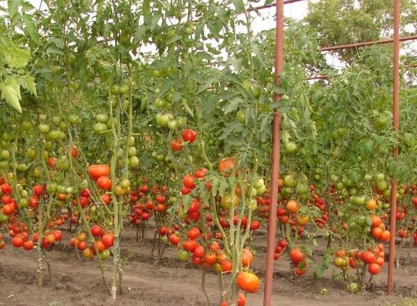  Tomates para terreno abierto en Bielorrusia