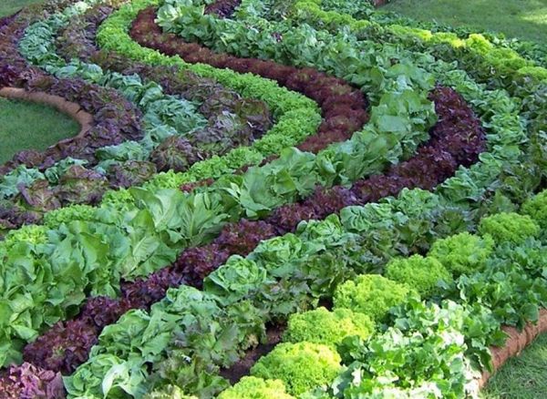  Salată de salată
