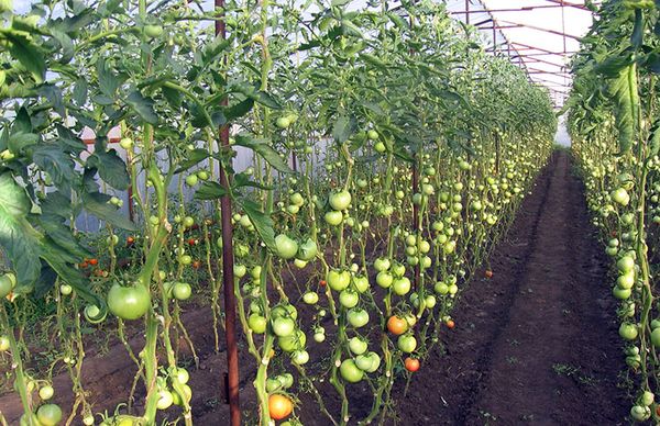  Enfermedades de los tomates en invernadero.