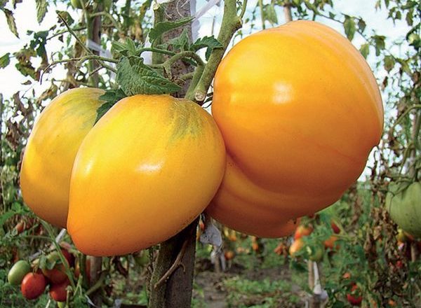  Spas de miel de tomate