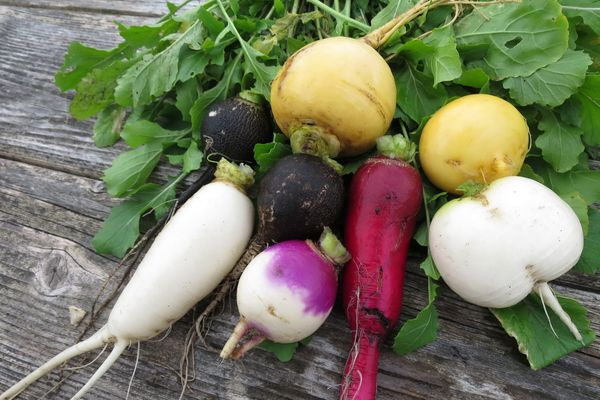  Turnip proprietăți utile și contraindicații