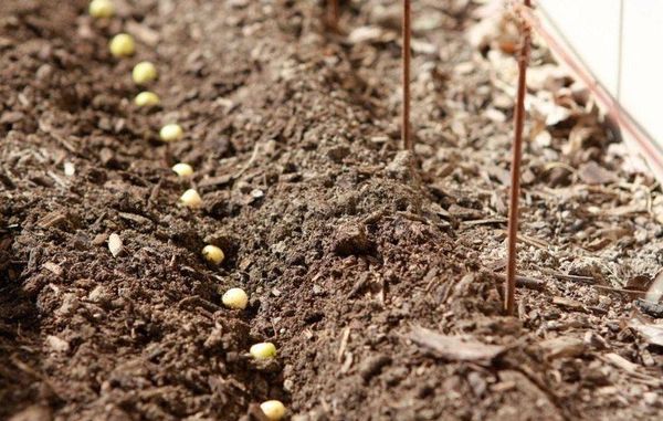  I piselli possono essere piantati in primavera non appena il terreno si scalda