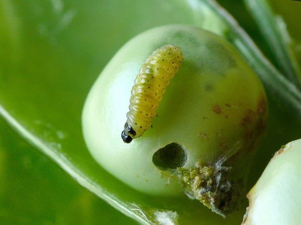  La falena di pisello è il peggior nemico dei piselli
