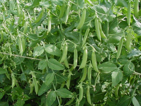  Mazăre verde tânără în păstăi