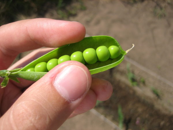  Mazăre verde, conservată, proaspătă este permisă să consume până la 200 de grame. pe zi