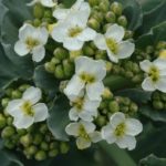  Înflorirea are loc în 2-3 ani de viață