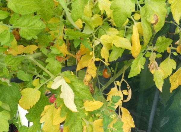  Why the leaves of tomatoes turn yellow
